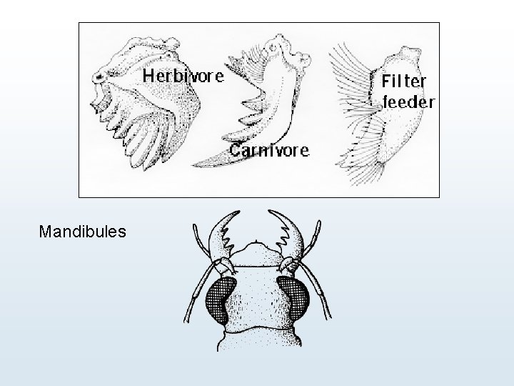 Mandibules 