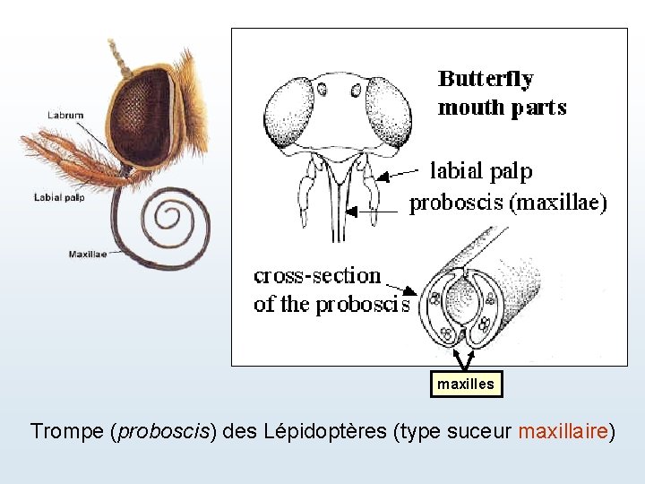 maxilles Trompe (proboscis) des Lépidoptères (type suceur maxillaire) 
