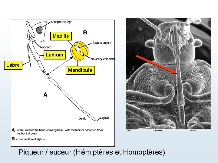 Maxille Labium Labre Mandibule Piqueur / suceur (Hémiptères et Homoptères) 