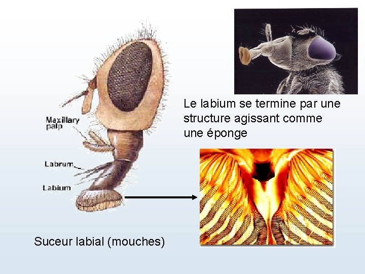 Le labium se termine par une structure agissant comme une éponge Suceur labial (mouches)