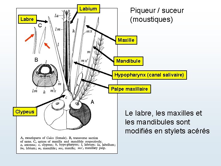 Labium Labre Piqueur / suceur (moustiques) Maxille Mandibule Hypopharynx (canal salivaire) Palpe maxillaire Clypeus