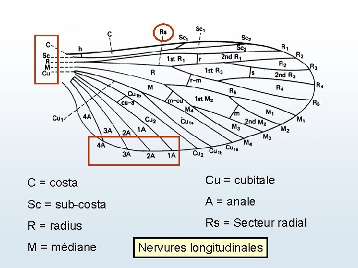 C = costa Cu = cubitale Sc = sub-costa A = anale R =