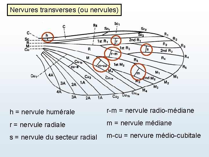 Nervures transverses (ou nervules) h = nervule humérale r-m = nervule radio-médiane r =