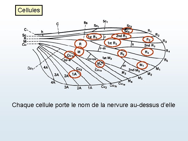 Cellules Chaque cellule porte le nom de la nervure au-dessus d’elle 