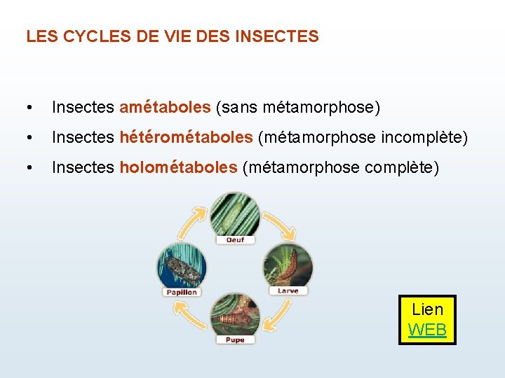 LES CYCLES DE VIE DES INSECTES • Insectes amétaboles (sans métamorphose) • Insectes hétérométaboles