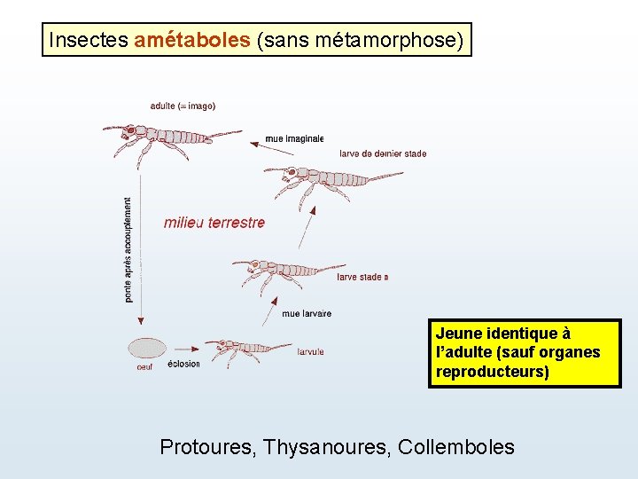 Insectes amétaboles (sans métamorphose) Jeune identique à l’adulte (sauf organes reproducteurs) Protoures, Thysanoures, Collemboles