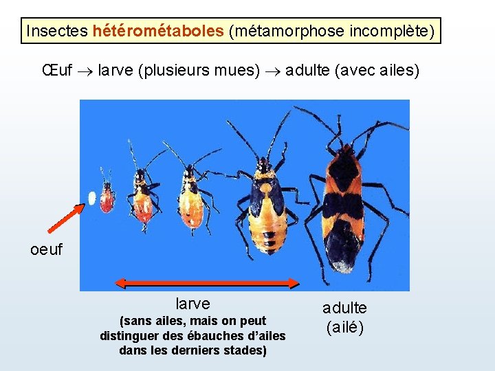 Insectes hétérométaboles (métamorphose incomplète) Œuf larve (plusieurs mues) adulte (avec ailes) oeuf larve (sans