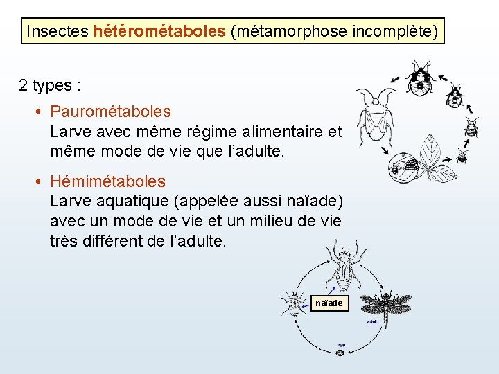Insectes hétérométaboles (métamorphose incomplète) 2 types : • Paurométaboles Larve avec même régime alimentaire