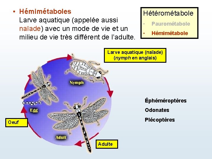  • Hémimétaboles Larve aquatique (appelée aussi naïade) avec un mode de vie et