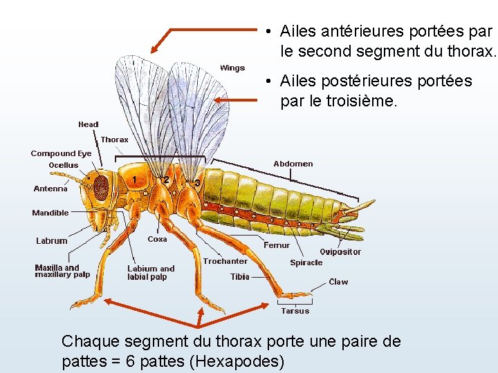  • Ailes antérieures portées par le second segment du thorax. • Ailes postérieures