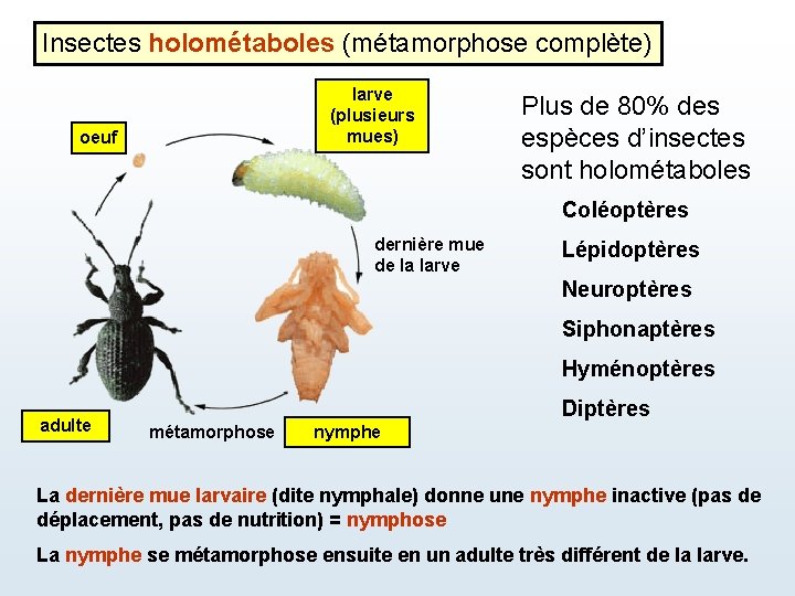 Insectes holométaboles (métamorphose complète) larve (plusieurs mues) oeuf Plus de 80% des espèces d’insectes