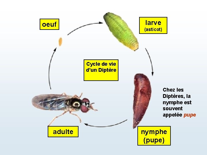 larve oeuf (asticot) Cycle de vie d’un Diptère Chez les Diptères, la nymphe est