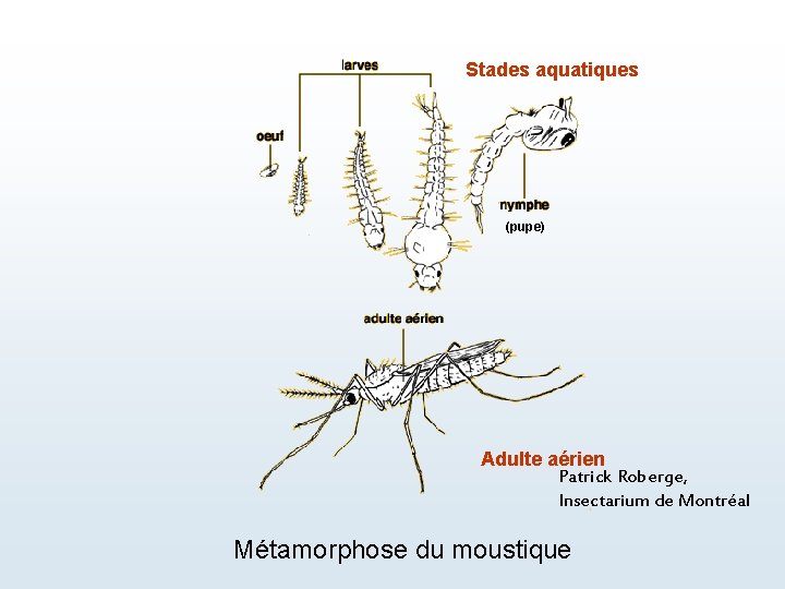 Stades aquatiques (pupe) Adulte aérien Patrick Roberge, Insectarium de Montréal Métamorphose du moustique 