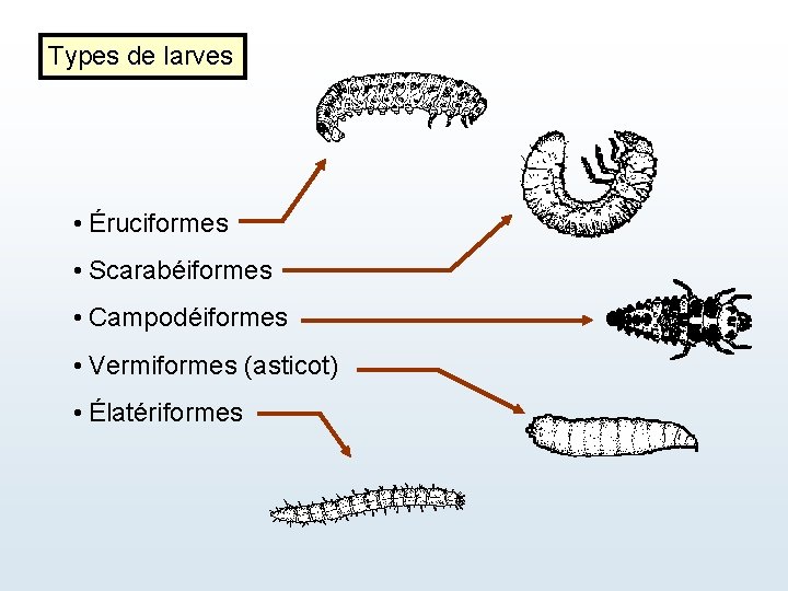 Types de larves • Éruciformes • Scarabéiformes • Campodéiformes • Vermiformes (asticot) • Élatériformes