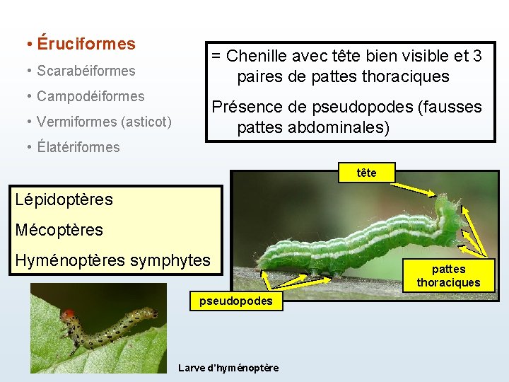  • Éruciformes = Chenille avec tête bien visible et 3 paires de pattes