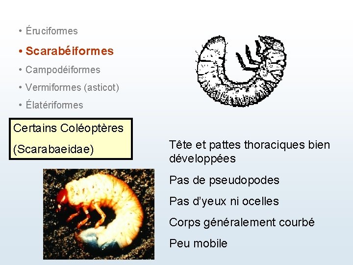  • Éruciformes • Scarabéiformes • Campodéiformes • Vermiformes (asticot) • Élatériformes Certains Coléoptères