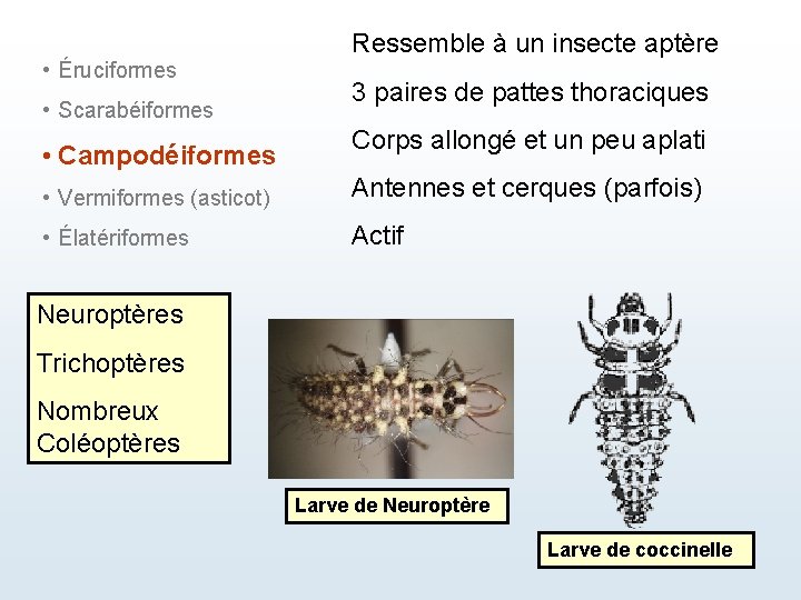  • Éruciformes • Scarabéiformes • Campodéiformes Ressemble à un insecte aptère 3 paires