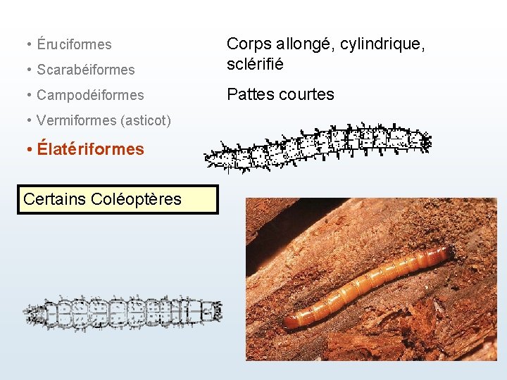  • Scarabéiformes Corps allongé, cylindrique, sclérifié • Campodéiformes Pattes courtes • Éruciformes •
