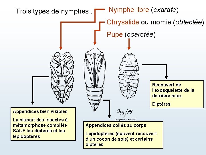 Trois types de nymphes : Nymphe libre (exarate) Chrysalide ou momie (obtectée) Pupe (coarctée)