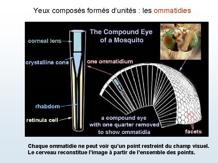 Yeux composés formés d’unités : les ommatidies Chaque ommatidie ne peut voir qu’un point