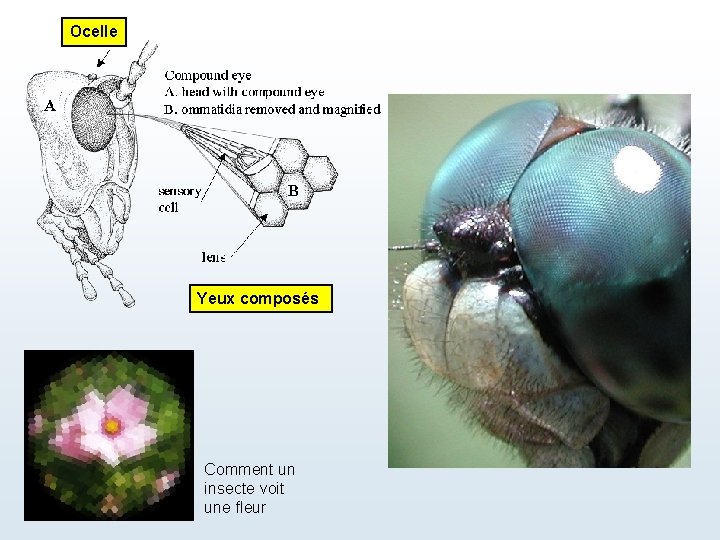 Ocelle Yeux composés Comment un insecte voit une fleur 