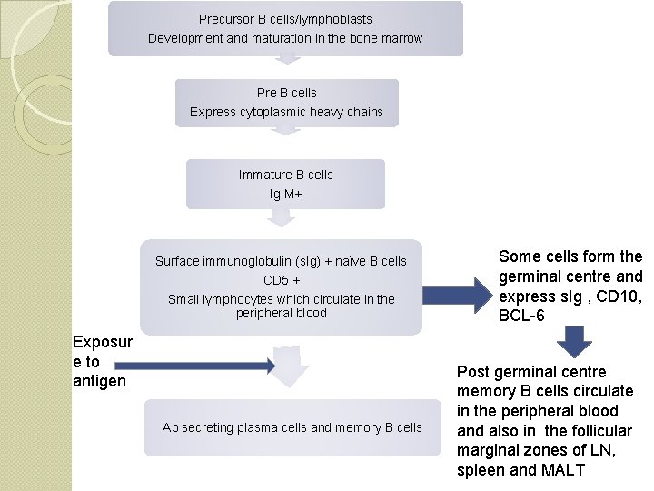 Precursor B cells/lymphoblasts Development and maturation in the bone marrow Pre B cells Express