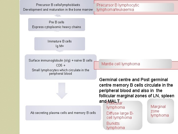 Precursor B cells/lymphoblasts Development and maturation in the bone marrow Precursor B lymphocytic lymphoma/leukaemia