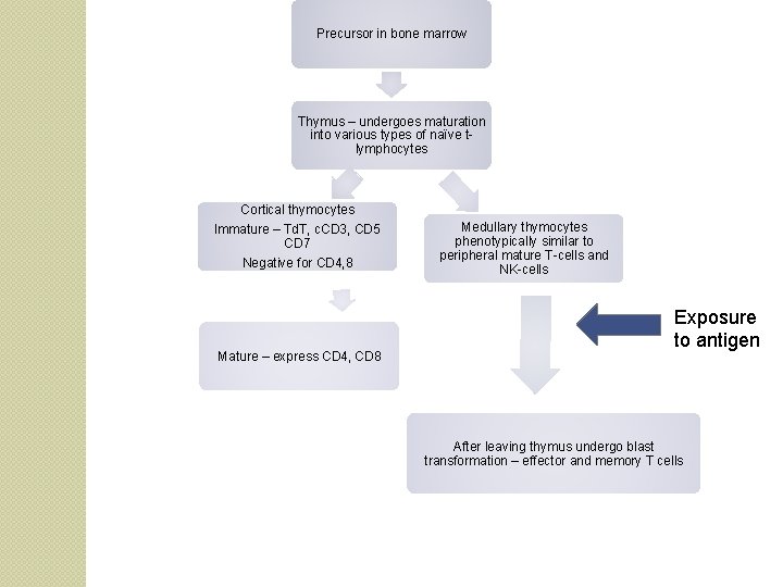 Precursor in bone marrow Thymus – undergoes maturation into various types of naïve tlymphocytes