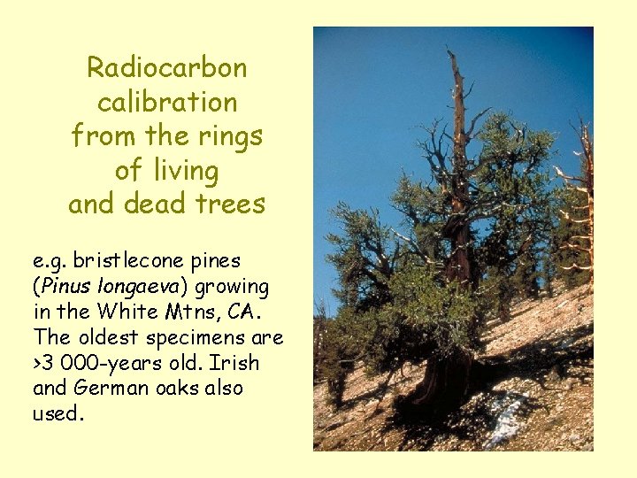 Radiocarbon calibration from the rings of living and dead trees e. g. bristlecone pines
