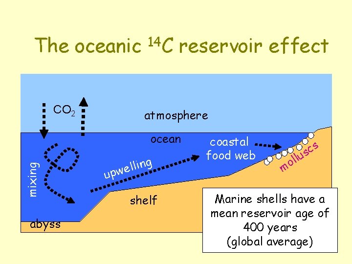 The oceanic CO 2 14 C reservoir effect atmosphere mixing ocean abyss llin e