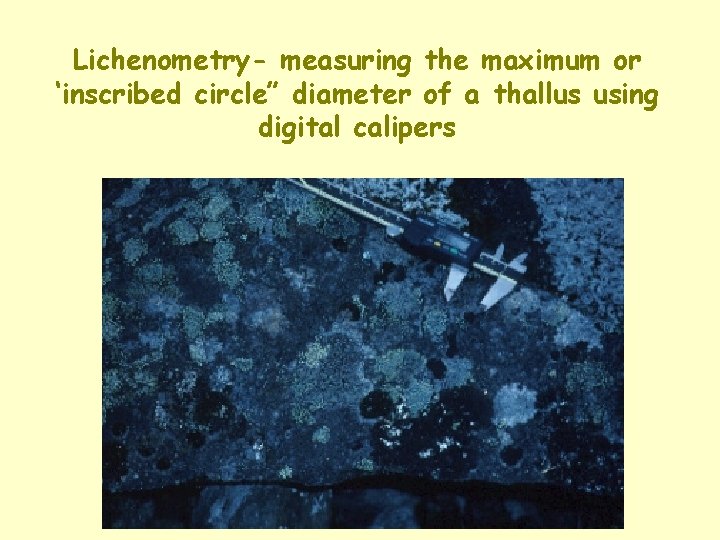 Lichenometry- measuring the maximum or ‘inscribed circle” diameter of a thallus using digital calipers