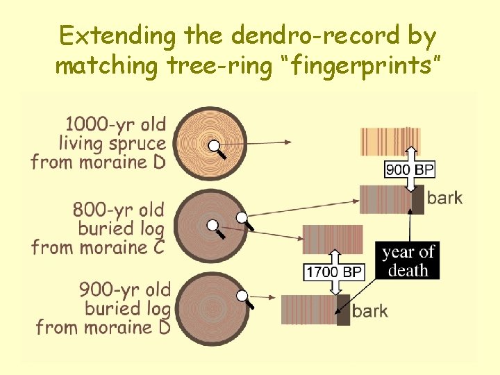 Extending the dendro-record by matching tree-ring “fingerprints” 