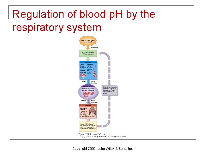 Regulation of blood p. H by the respiratory system Copyright 2009, John Wiley &