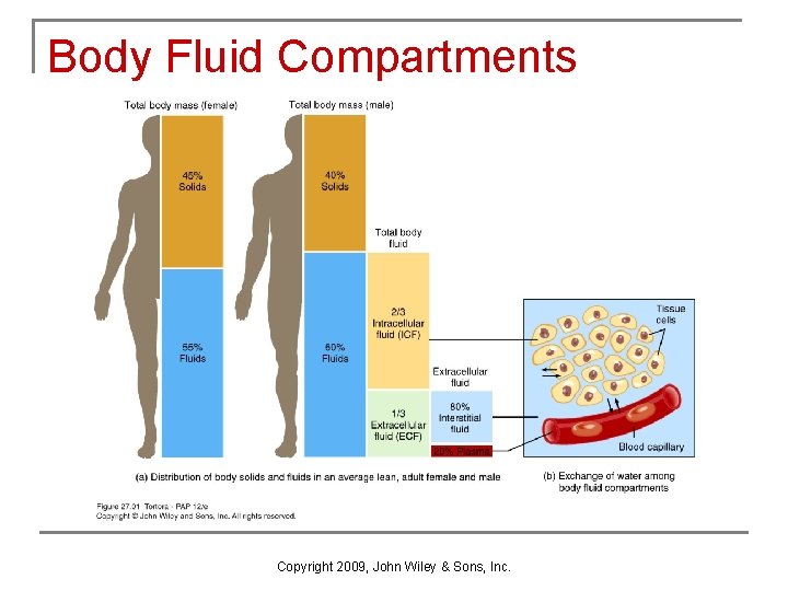 Body Fluid Compartments Copyright 2009, John Wiley & Sons, Inc. 