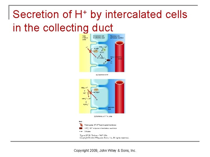 Secretion of H+ by intercalated cells in the collecting duct Copyright 2009, John Wiley