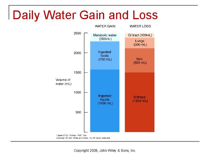 Daily Water Gain and Loss Copyright 2009, John Wiley & Sons, Inc. 