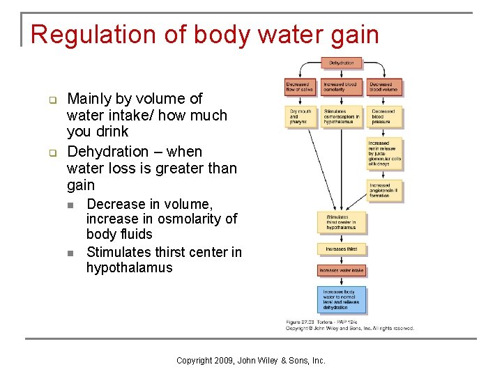 Regulation of body water gain q q Mainly by volume of water intake/ how