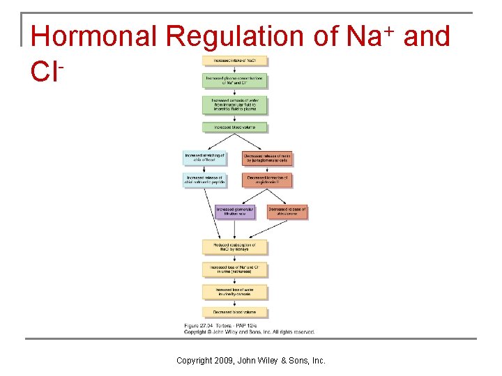 Hormonal Regulation of Na+ and Cl- Copyright 2009, John Wiley & Sons, Inc. 