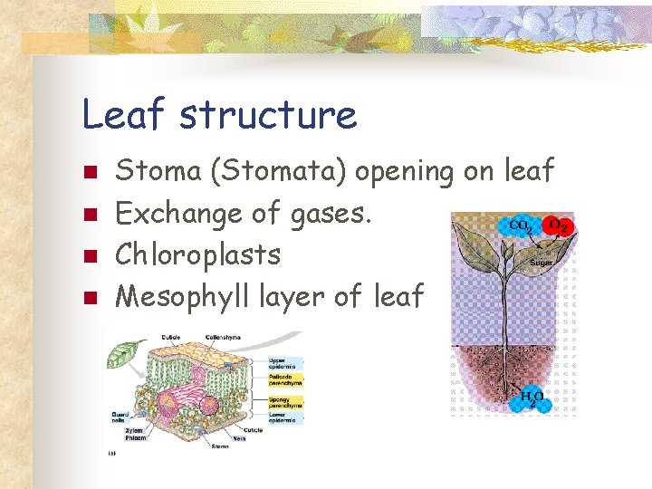 Leaf structure n n Stoma (Stomata) opening on leaf Exchange of gases. Chloroplasts Mesophyll