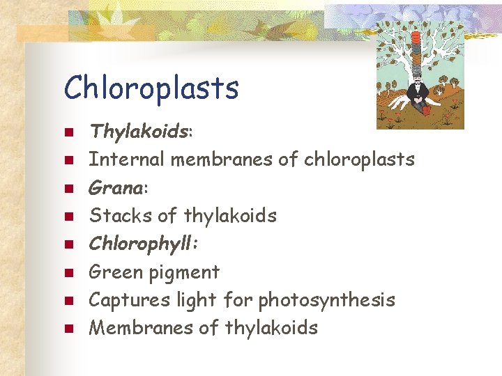 Chloroplasts n n n n Thylakoids: Internal membranes of chloroplasts Grana: Stacks of thylakoids