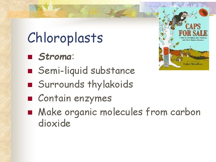 Chloroplasts n n n Stroma: Semi-liquid substance Surrounds thylakoids Contain enzymes Make organic molecules