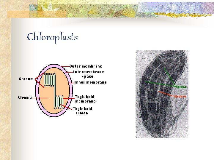 Chloroplasts 