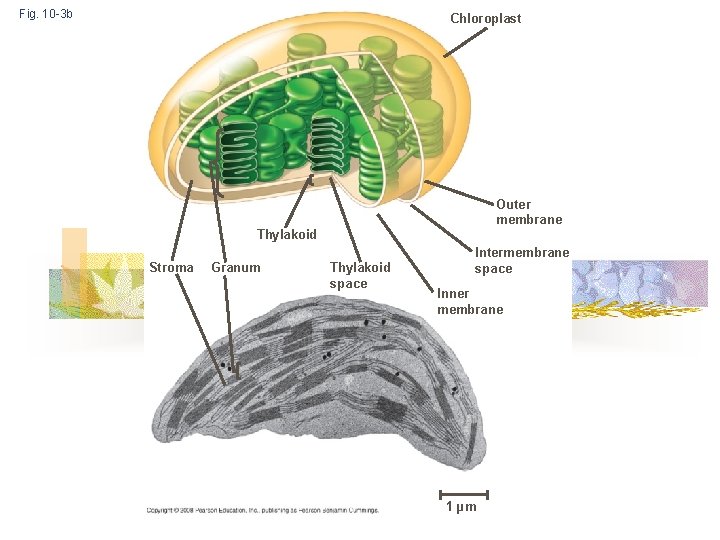 Fig. 10 -3 b Chloroplast Outer membrane Thylakoid Stroma Granum Thylakoid space Intermembrane space