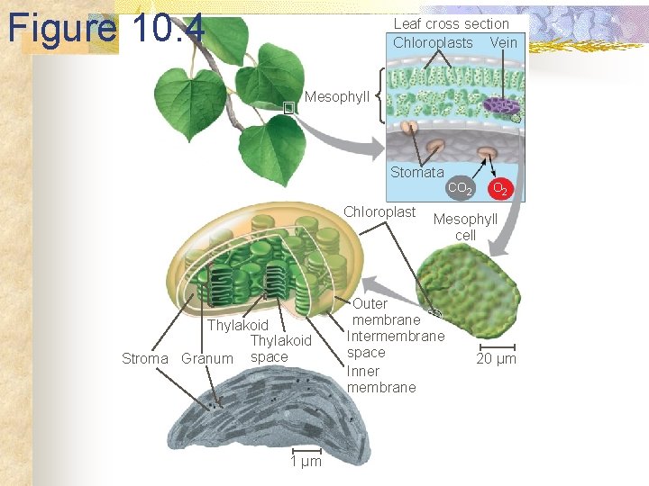 Figure 10. 4 Leaf cross section Chloroplasts Vein Mesophyll Stomata CO 2 Chloroplast Thylakoid