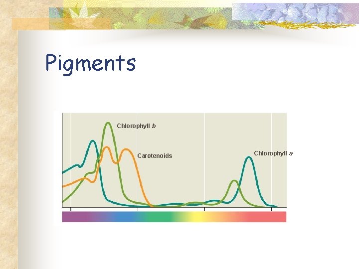 Pigments Chlorophyll b Carotenoids Chlorophyll a 