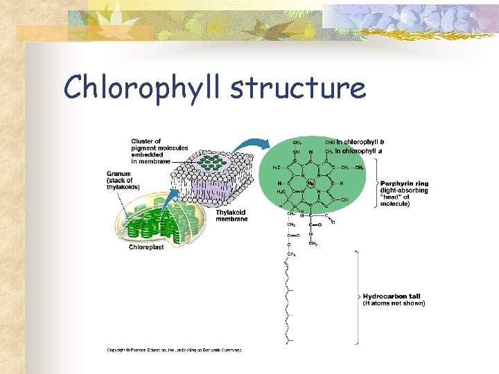 Chlorophyll structure 