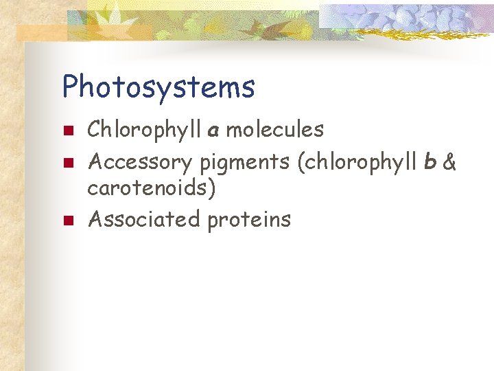 Photosystems n n n Chlorophyll a molecules Accessory pigments (chlorophyll b & carotenoids) Associated