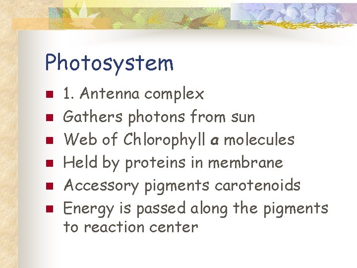 Photosystem n n n 1. Antenna complex Gathers photons from sun Web of Chlorophyll