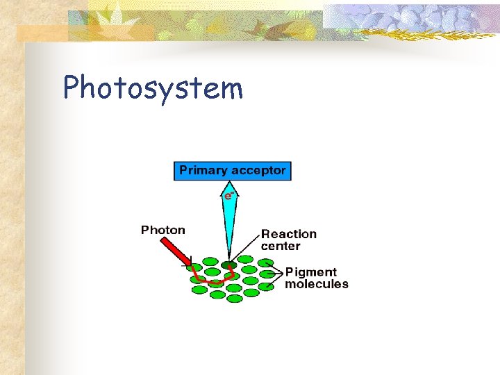 Photosystem 