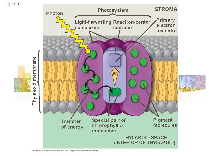 Fig. 10 -12 Photosystem STROMA Light-harvesting Reaction-center complexes Primary electron acceptor Thylakoid membrane Photon